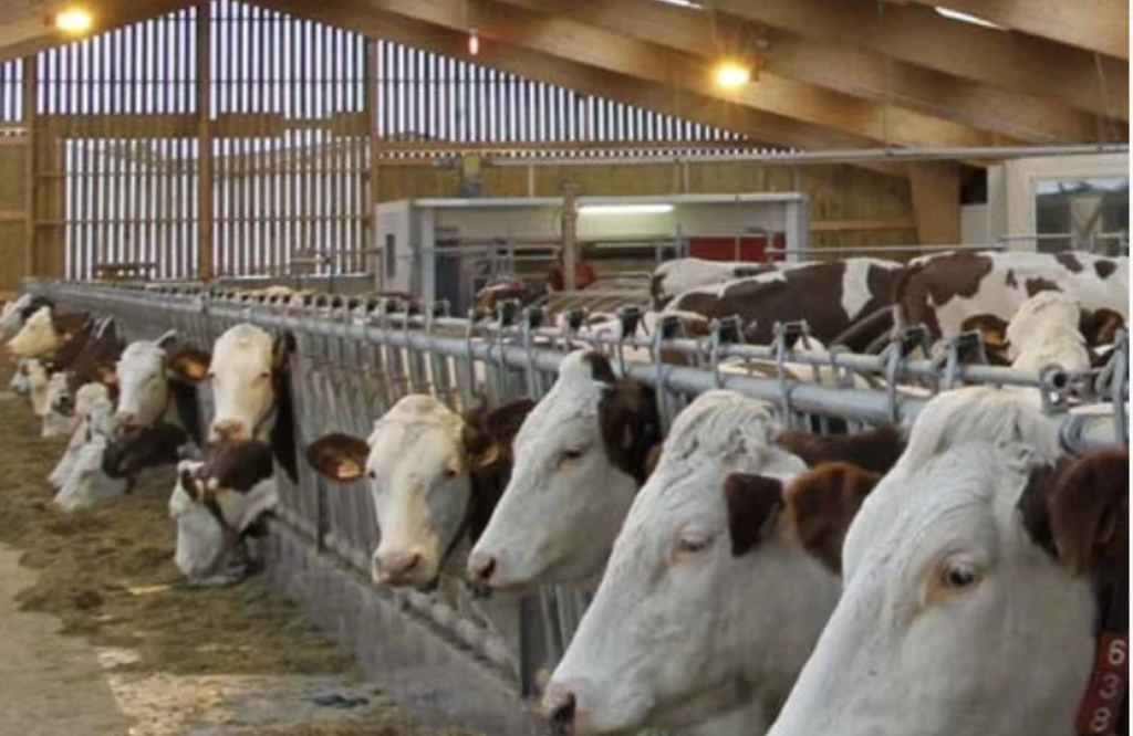 Vaches outil de surveillance DetecVel